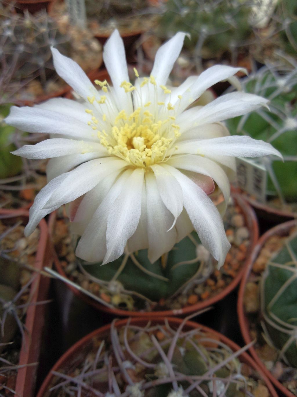 Gymnocalycium horstii